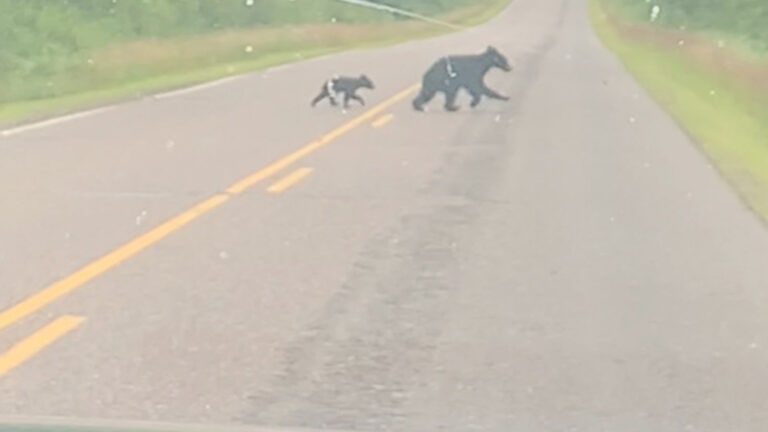 Bears almost ruined the trip